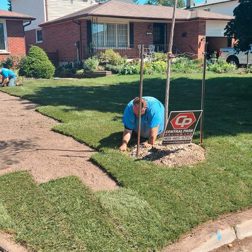 Sod installation Oshawa